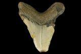 Fossil Megalodon Tooth - North Carolina #124758-1